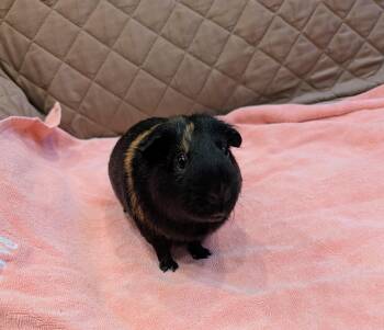 Rescue Guinea Pig Guinea Pigs for Adoption in Medfield, Massachusetts - Rocky | PetCurious